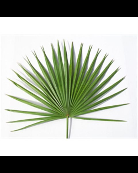 Palme éventail d'autel  24" (61 cm) de haut en moyenne